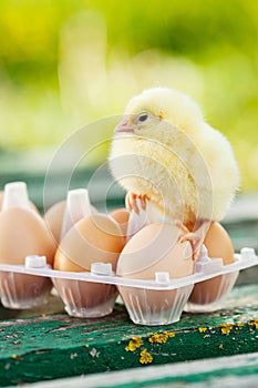 Little chicken and eggs on the wooden table. Green bsckground