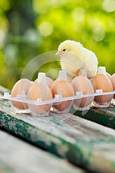 Little chicken and eggs on the wooden table. Green bsckground