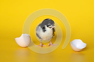 Little chicken with eggshell stands on yellow background. Newborn bird