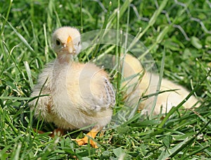 Easter spring little chicken in the grass