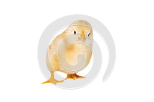 Little chicken isolated on white