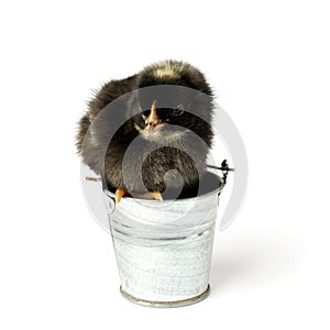 Little chicken isolated on white. black chick sitting in a bucket