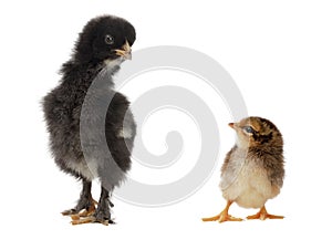 Little chicken looks at the big one isolated on white