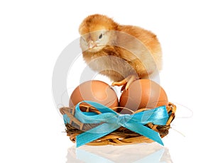 Little chicken in nest with eggs