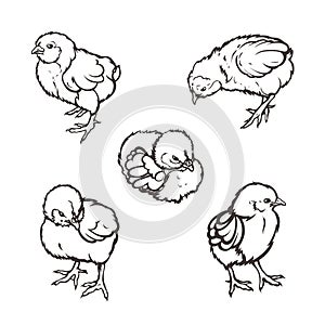 Little chicken Poultry Farming Livestock raising. Hand drawn.