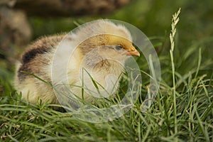 little chicken sitting in the grass