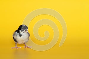 Little chicken stands on yellow background. Newborn bird. Copyspace