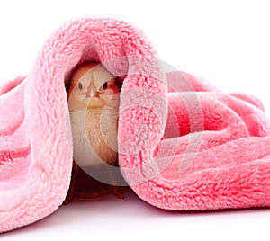 Little chicken under a blanket.