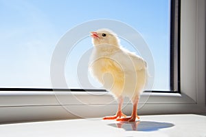 Little chicken on the window