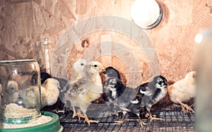 Little chickens in a brooder on the farm
