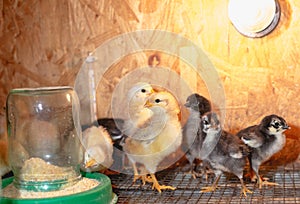 Little chickens in a brooder on the farm