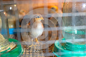 Little chickens in a brooder on the farm