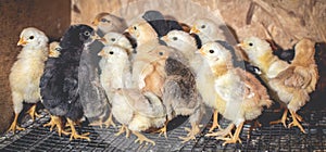 Little chickens in a brooder on the farm