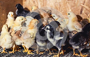 Little chickens in a brooder on the farm