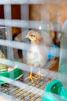 Little chickens in a brooder on the farm
