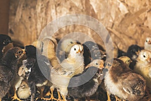 Little chickens in a brooder on the farm