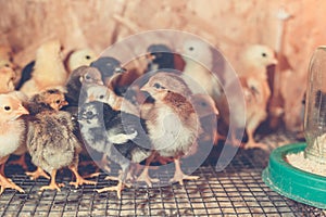 Little chickens in a brooder on the farm