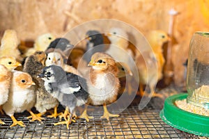 Little chickens in a brooder on the farm
