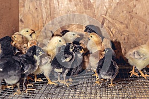 Little chickens in a brooder on the farm