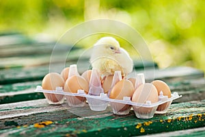 Little chickens and eggs on the wooden table. Green bsckground