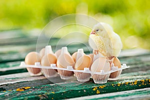 Little chickens and eggs on the wooden table. Green bsckground