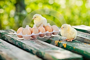 Little chickens and eggs on the wooden table. Green bsckground
