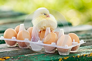 Little chickens and eggs on the wooden table. Green bsckground