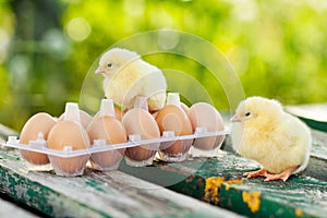 Little chickens and eggs on the wooden table. Green bsckground