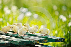 Little chickens and eggs on the wooden table. Green bsckground. Copy space