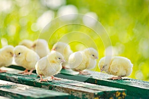 Little chickens and eggs on the wooden table. Green bsckground. Copy space