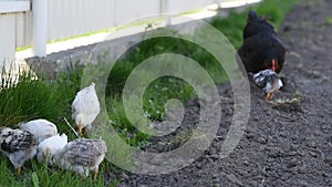 Little chickens with mother broody hen walk in green garden