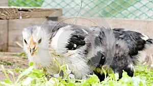 Little chickens pecking grass on a chicken farm close-up.