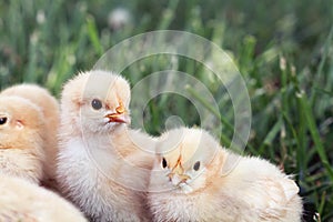 Little Chicks photo