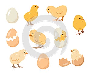 Little chicks birds and eggs. Chickens farm or Easter elements