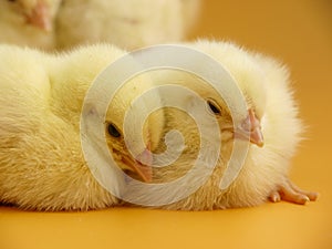 little chicks close up