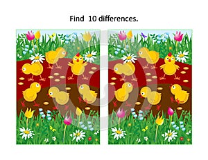 Little chicks feeding at the back yard. Find ten differences visual puzzle.