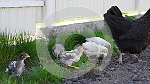 Little chicks with mother broody hen walk in the yard and looking for feed. Life in the hencoop