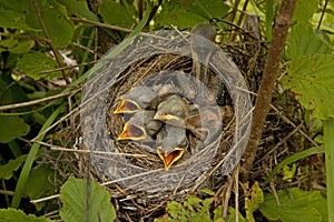 Little chicks in the nest.