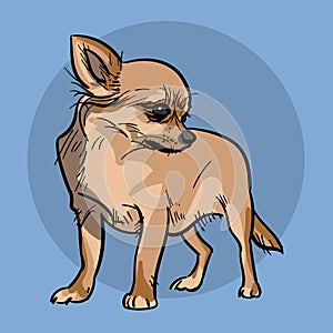 Little Chihuahua Dog