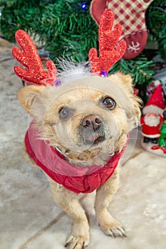 A little chihuahua dog in deer horns and a New Year`s costume on the background of the Christmas tree