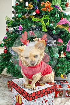 A little chihuahua dog in deer horns and a New Year`s costume on the background of the Christmas tree