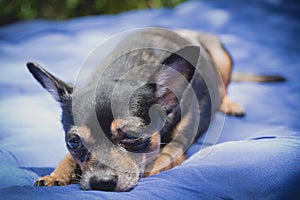 Little chihuahua dog sleeping and take some rest, dog sleeping