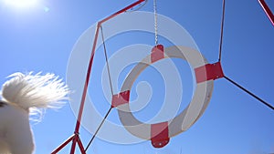 little chihuahua pet dog jumping through white red ring circle agility equipment on blue sky background