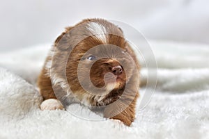 Little Chihuahua puppy sitting on soft white fabric, cute sleepy brown white dog breed on white