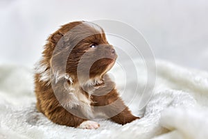 Little Chihuahua puppy sitting on soft white fabric, cute sleepy brown white dog breed on white