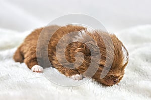 Little Chihuahua puppy sleeping on soft white fabric, cute sleepy brown white dog breed on white