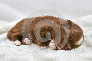 Little Chihuahua puppy sleeping on soft white fabric, cute sleepy brown white dog breed on white