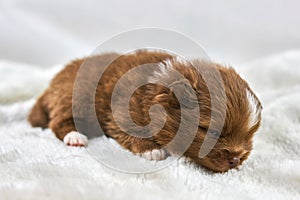 Little Chihuahua puppy sleeping on soft white fabric, cute sleepy brown white dog breed on white