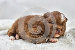 Little Chihuahua puppy on soft white fabric, cute sleepy brown white dog breed on white background