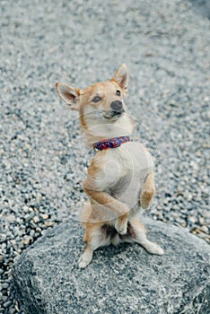 Little Chihuahua puppy standing on hind legs on the stone